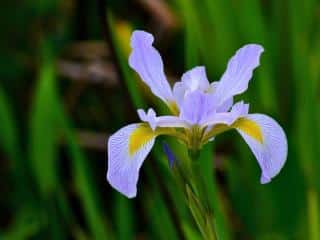Where does dutch iris come from