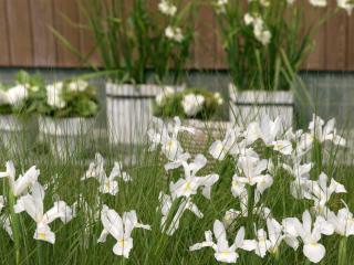 How to plant dutch iris