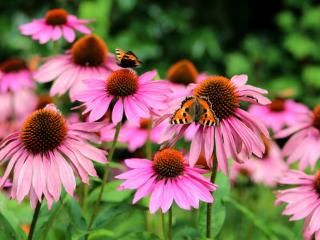 Echinacea make the garden look fresh and natural