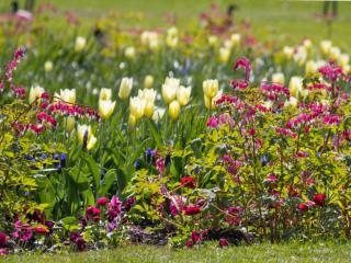 Low-maintenance flower bed