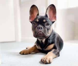 French bulldog feed