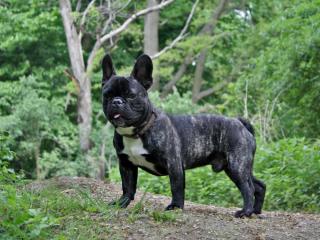 French bulldog size