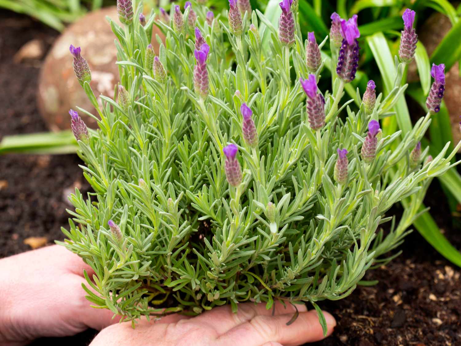 French lavender