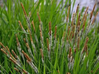 Carex, great for water side