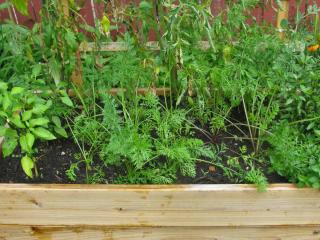 Container-growing carrot