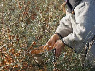 Sea buckthorn berry harvest