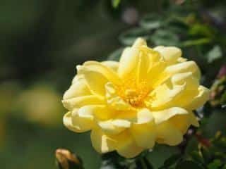 Fragrant yellow heirloom rose