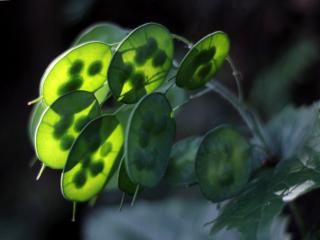 Care for lunaria annua