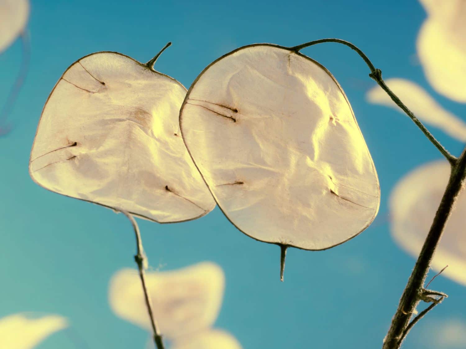 Lunaria annua