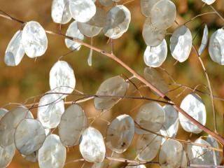 Plant with shiny discs