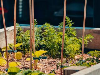 How to grow carrot in a container