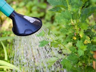 Keep and prepare urine for use in garden
