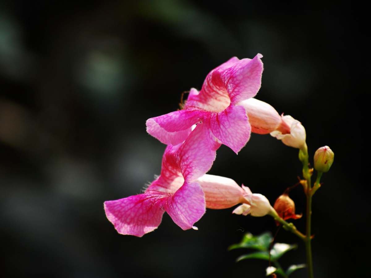 Incarvillea