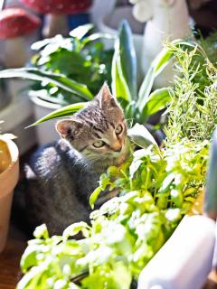 Dangerous indoor plants for cats