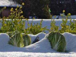 January in the permaculture vegetable patch