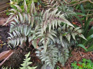 Fern for wet areas