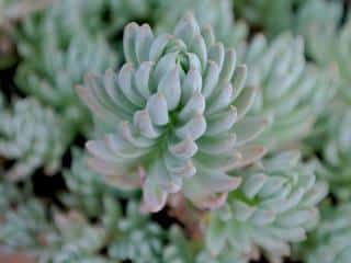 Caring for Jenny's stonecrop