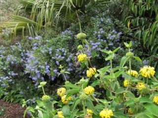 Landscaping with Jerusalem sage