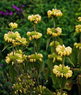 Planting Jerusalem sage