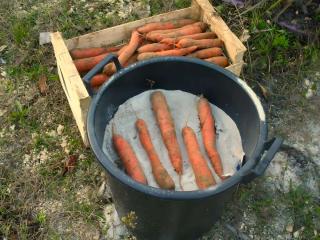 Store carrots in sand