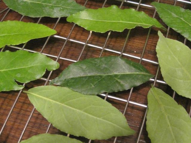 Dry and keep laurus nobilis