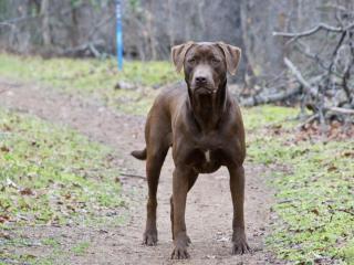 Size and build of a labrador