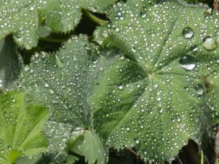 Caring for alchemilla mollis