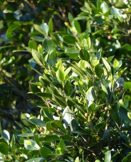 Laurus nobilis care