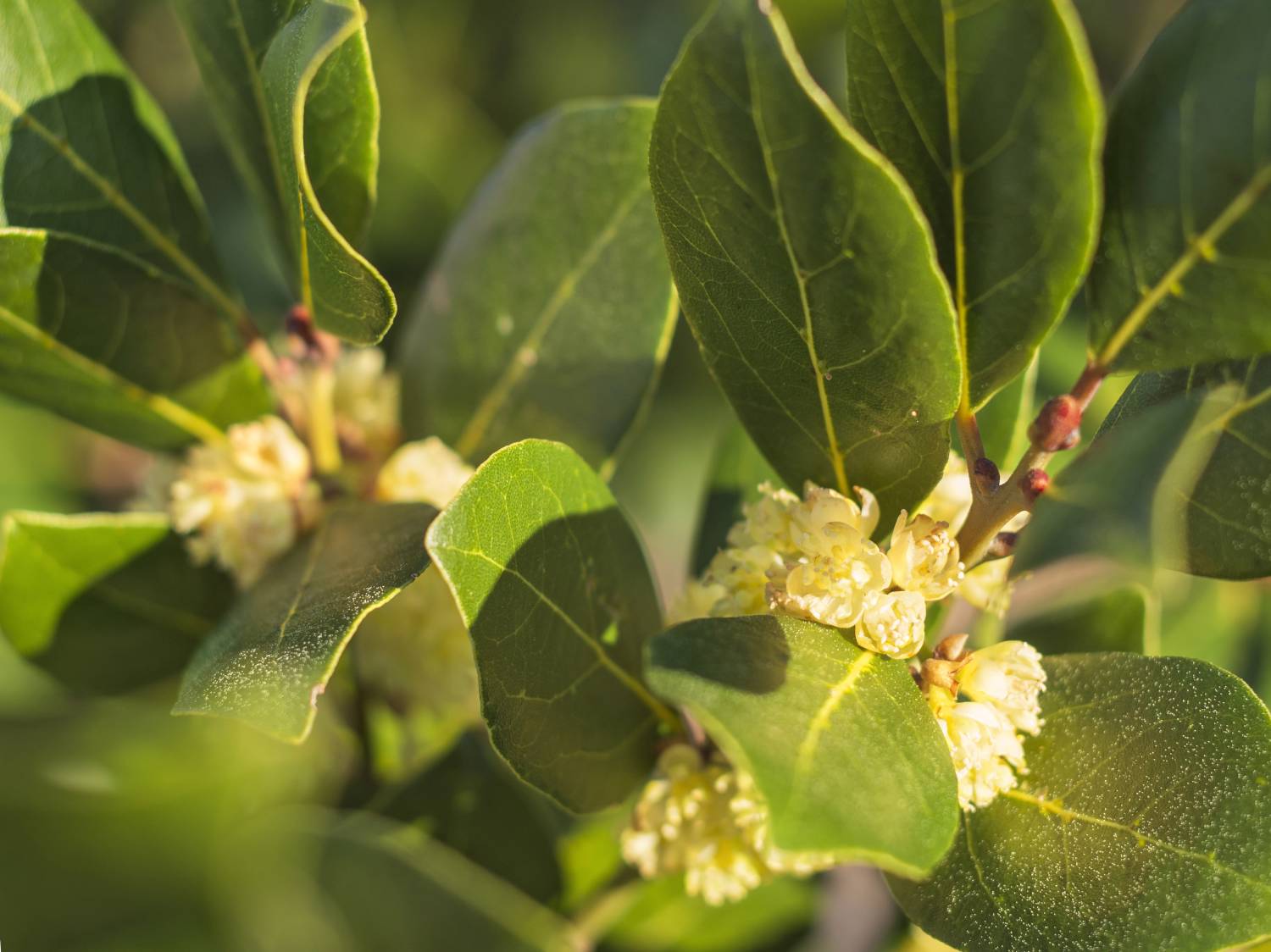 Laurus nobilis