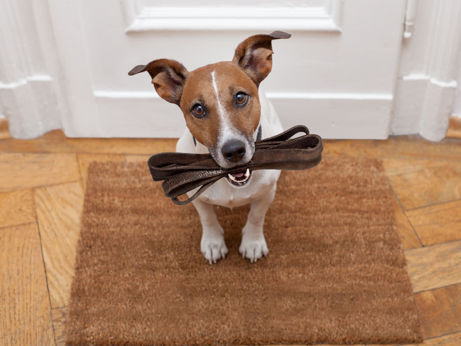 Teach a dog to walk with a leash