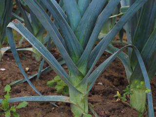 leek watering