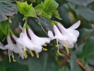 Lonicera fragrant hedge