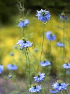 Caring for nigella damascena