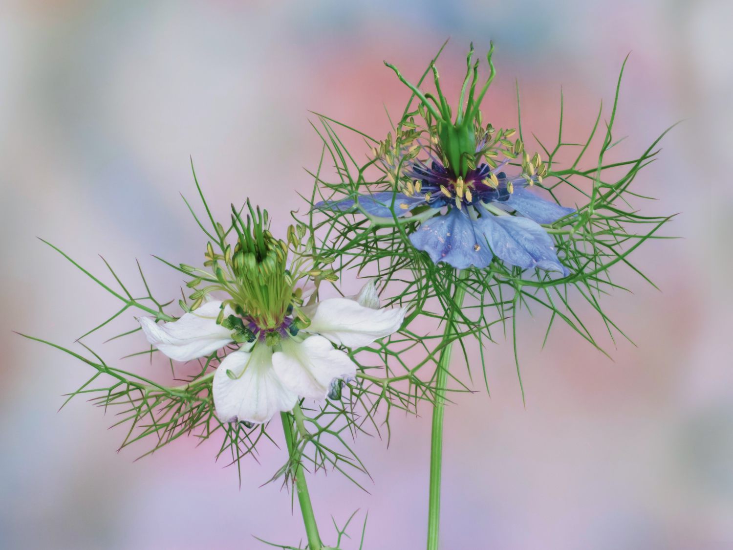 Nigella damascena