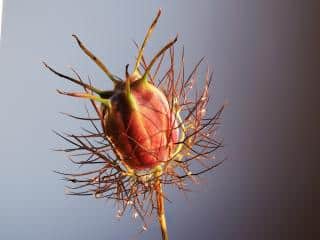 Propagation for love-in-a-mist