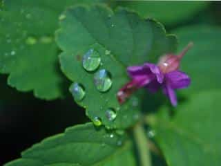 Caring for lunaria flowers