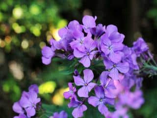 How to plant lunaria