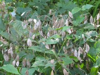 Lunaria rediviva