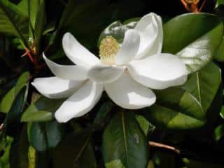 Caring for magnolia grandiflora