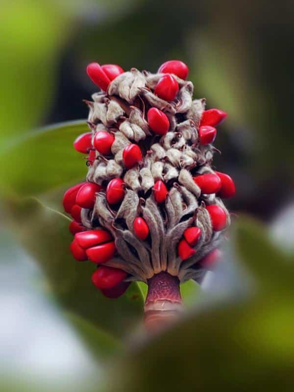 Origin of the Magnolia grandiflora tree