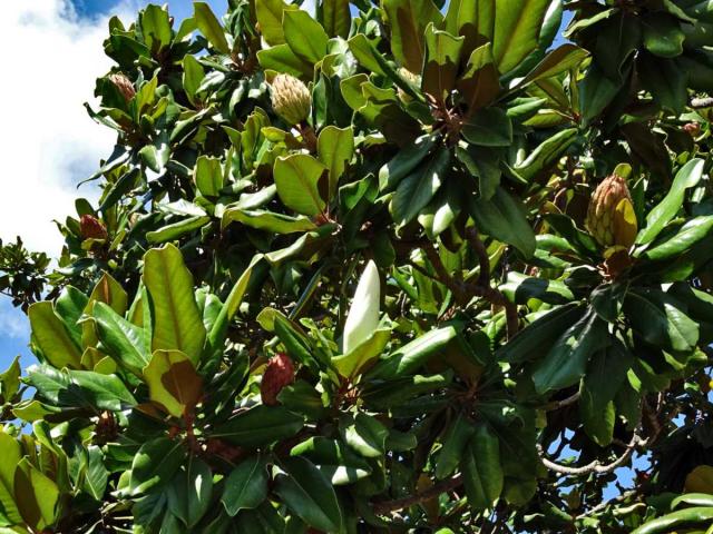 How to plant magnolia grandiflora