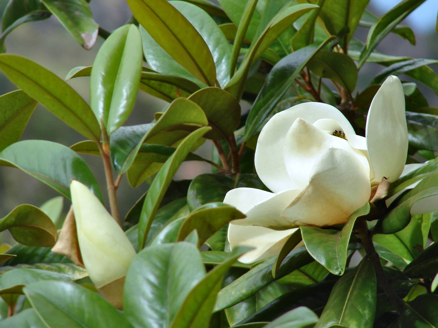 Magnolia grandiflora