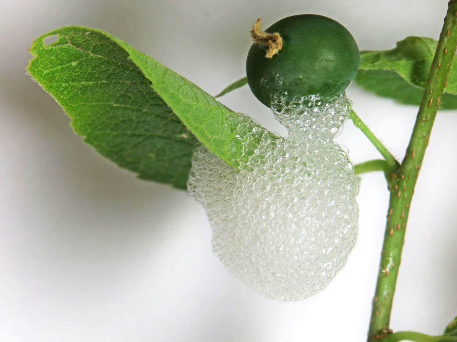 Meadow spittlebug