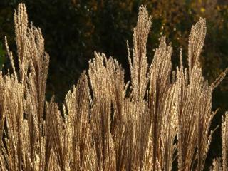 Miscanthus sinensis