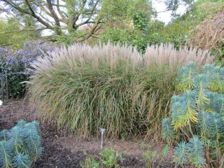 Landscaping with miscanthus sinensis