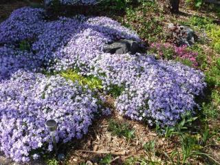 Mounding creeping flowers