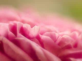 Pink heirloom rose variety