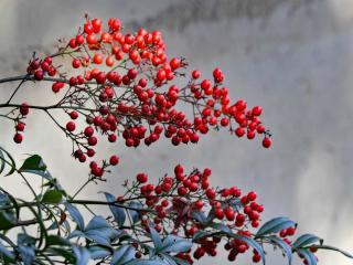 Nandina domestica in a hedge