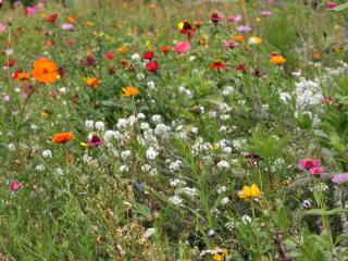 Seed blends for wild gardens
