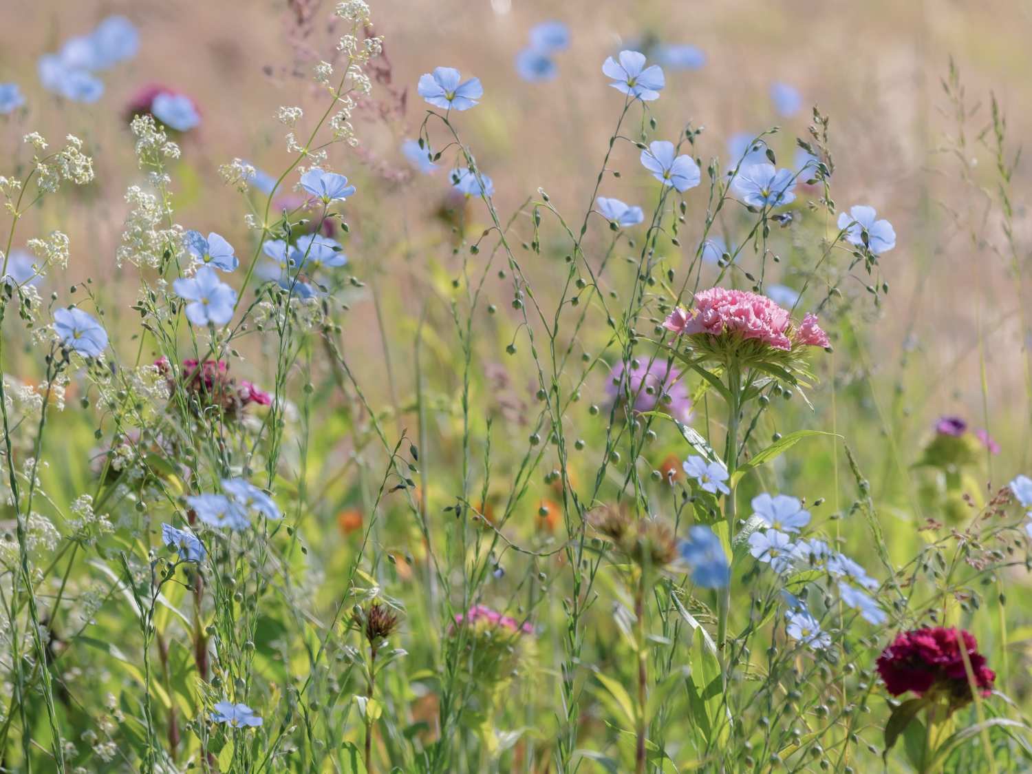 Flowers for a natural garden